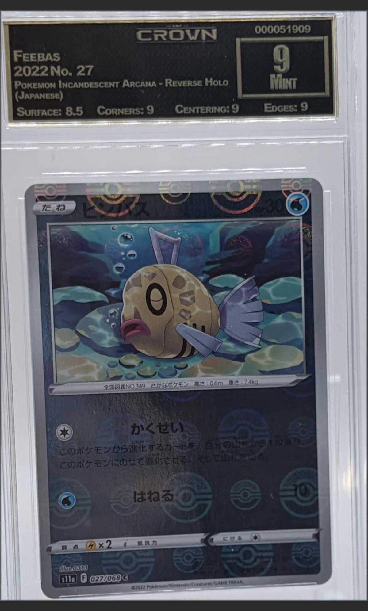 Feebas 27 certified slab